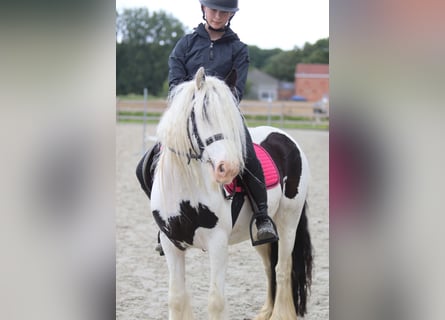 Tinker, Yegua, 5 años, 132 cm, Pío