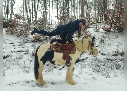 Tinker, Yegua, 5 años, 135 cm