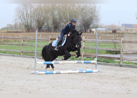 Tinker, Yegua, 5 años, 140 cm, Negro