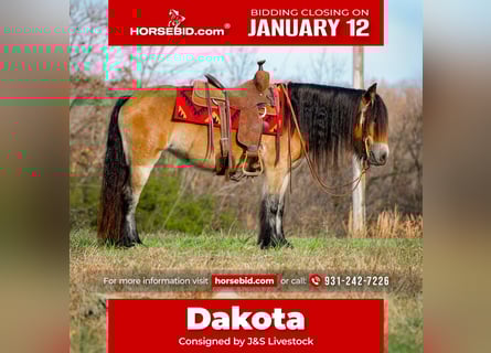 Tinker, Yegua, 5 años, 145 cm