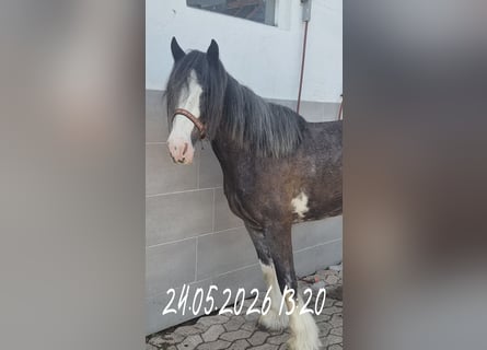 Tinker, Yegua, 6 años, 140 cm, Ruano azulado
