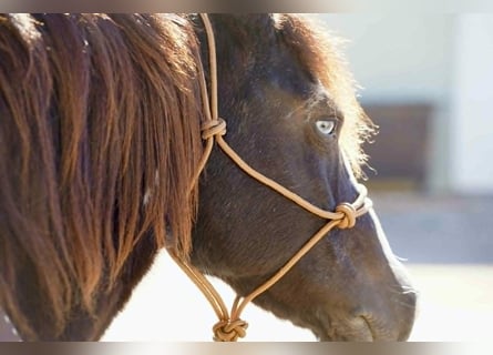Tinker, Yegua, 6 años, 142 cm, Tobiano-todas las-capas