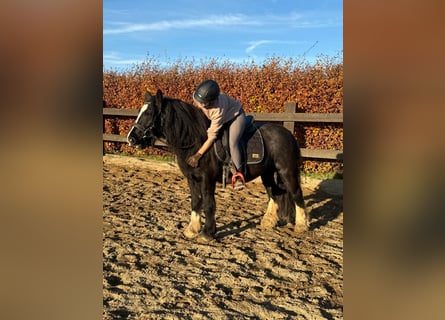 Tinker, Yegua, 7 años, 137 cm, Negro