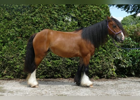 Tinker, Yegua, 8 años, 130 cm, Castaño