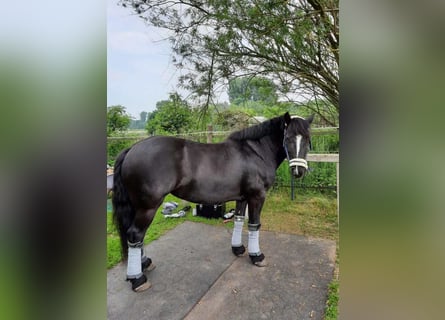 Tinker, Yegua, 8 años, 143 cm, Negro