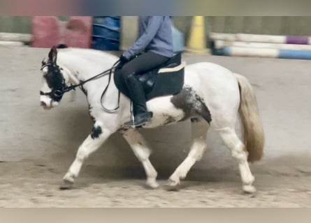 Tinker, Yegua, 9 años, 135 cm, Pío