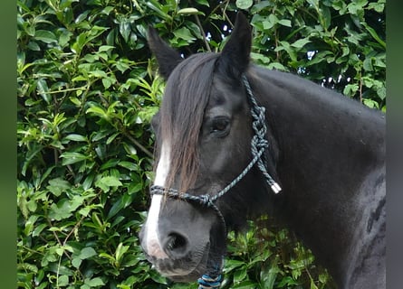 Tinkerhäst, Sto, 10 år, 150 cm, Svart