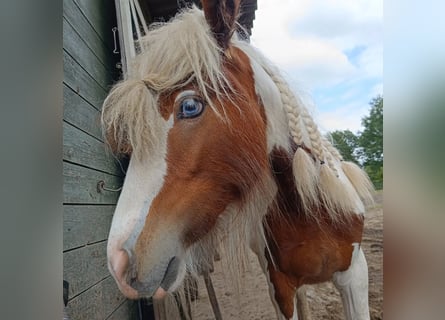 Tinkerhäst, Sto, 1 år, 148 cm, Pinto