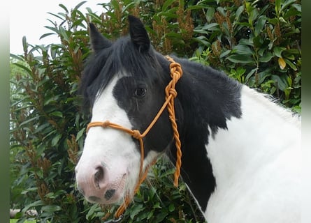 Tinkerhäst, Sto, 4 år, 139 cm, Pinto