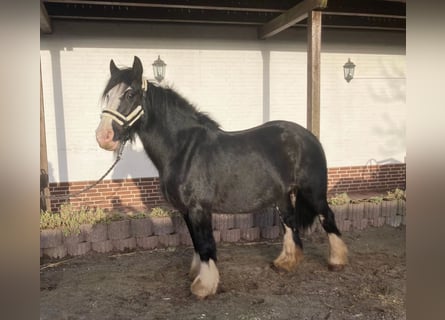 Tinkerhäst, Sto, 4 år, 140 cm, Svart