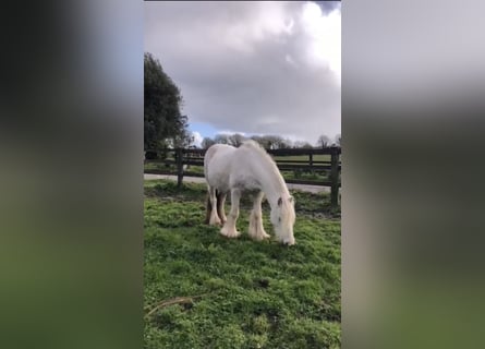 Tinkerhäst, Sto, 5 år, 135 cm, Vit