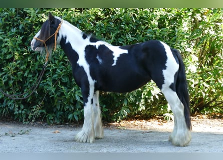 Tinkerhäst, Sto, 5 år, 139 cm, Pinto