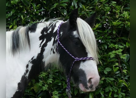 Tinkerhäst, Sto, 5 år, 143 cm, Pinto