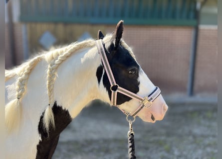 Tinkerhäst, Sto, 6 år, 130 cm, Pinto