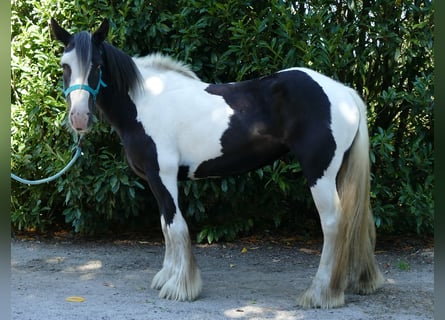 Tinkerhäst, Sto, 6 år, 143 cm, Pinto