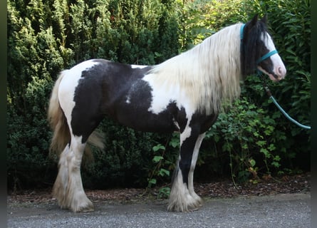 Tinkerhäst, Sto, 7 år, 137 cm, Pinto