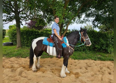 Tinkerhäst, Sto, 7 år, 146 cm, Pinto