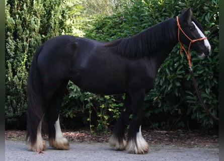 Tinkerhäst, Sto, 8 år, 133 cm, Svart