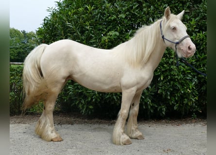 Tinkerhäst, Sto, 8 år, 137 cm, Palomino