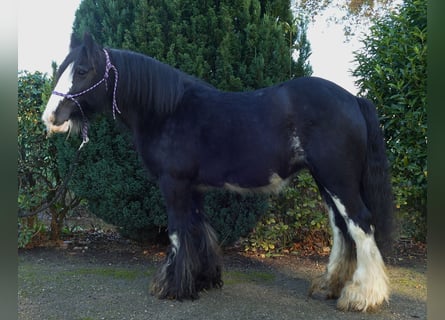 Tinkerhäst, Sto, 8 år, 142 cm, Svart