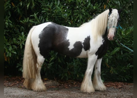 Tinkerhäst, Sto, 9 år, 140 cm, Pinto
