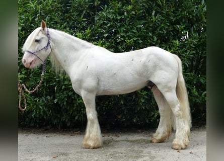 Tinkerhäst, Valack, 12 år, 148 cm, Grå