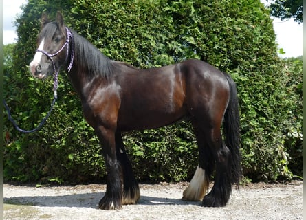 Tinkerhäst, Valack, 3 år, 138 cm, Svart