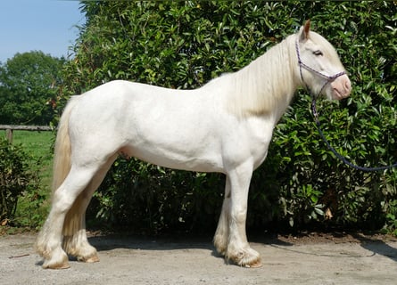 Tinkerhäst, Valack, 3 år, 146 cm, Grå