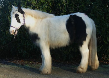 Tinkerhäst, Valack, 4 år, 132 cm, Pinto