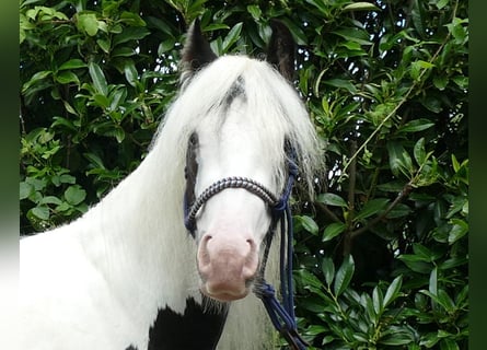 Tinkerhäst, Valack, 4 år, 134 cm, Pinto