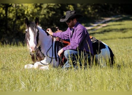 Tinkerhäst, Valack, 4 år, 142 cm, Tobiano-skäck-alla-färger