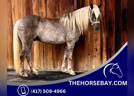 Tinkerhäst, Valack, 4 år, 155 cm, Ljusbrun