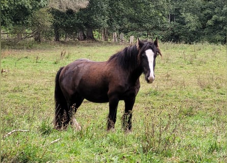 Tinkerhäst, Valack, 5 år, 138 cm, Svart