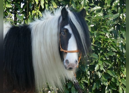 Tinkerhäst, Valack, 6 år, 134 cm, Pinto