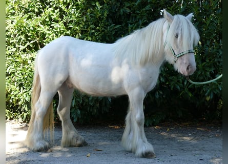 Tinkerhäst, Valack, 6 år, 138 cm, Grå