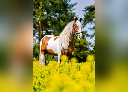 Tinkerhäst, Valack, 6 år, 156 cm, Tobiano-skäck-alla-färger