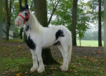 Tinkerhäst, Valack, 7 år, 127 cm, Pinto
