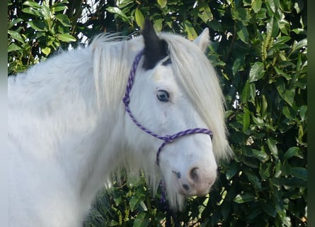 Tinkerhäst, Valack, 7 år, 137 cm, Pinto