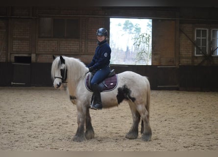 Tinkerhäst, Valack, 8 år, 137 cm, Pinto