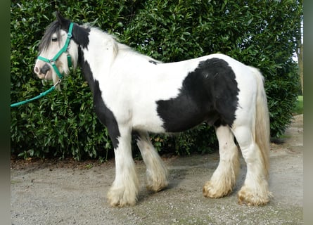 Tinkerhäst, Valack, 9 år, 137 cm, Pinto