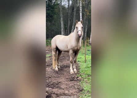 Tori, Castrone, 4 Anni, 158 cm, Cremello
