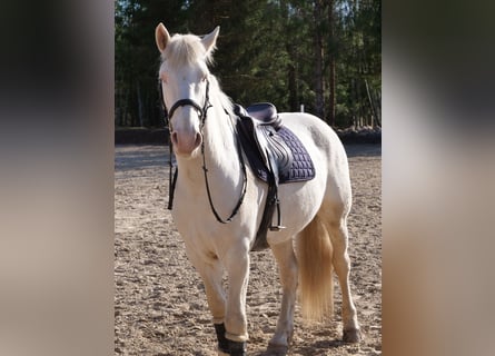 Tori, Castrone, 6 Anni, 158 cm, Cremello