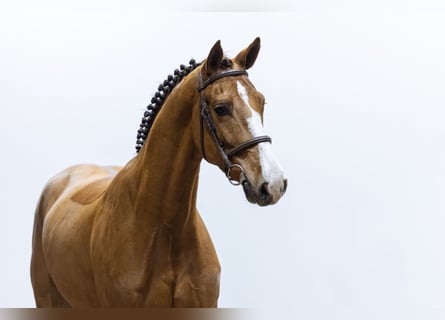 Tori, Gelding, 4 years, 16 hh, Chestnut
