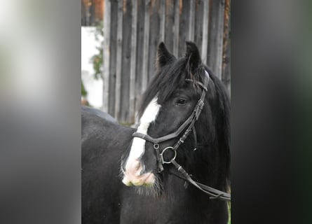 Tori, Wallach, 4 Jahre, 154 cm, Rappe