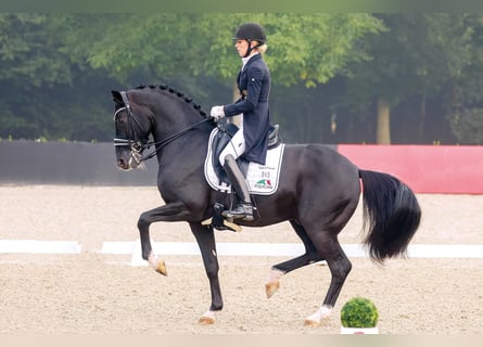 Oldenburgare, Hingst, 12 år, 168 cm, Svart