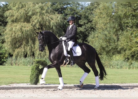 Oldenburg, Stallone, 9 Anni, 173 cm, Morello