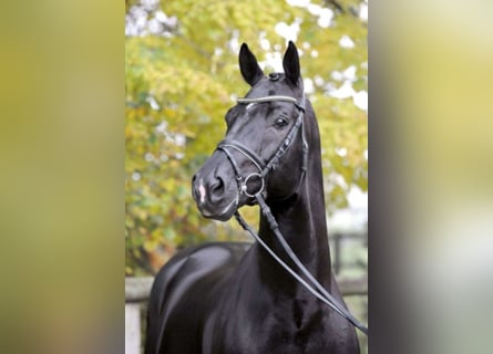 KWPN, Stallion, 24 years, 16.2 hh, Black