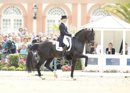 KWPN, Stallone, 26 Anni, 170 cm, Morello