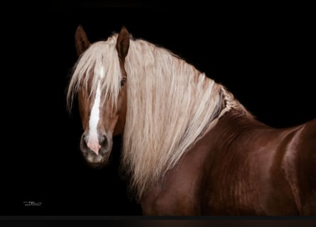 Trait allemand du Sud, Étalon, 7 Ans, Alezan brûlé