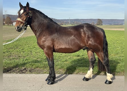 Trait allemand du Sud, Hongre, 2 Ans, 165 cm, Bai brun